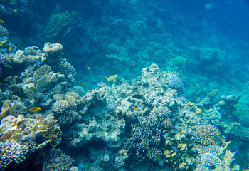 Naklejka na ściany i meble beautiful and diverse coral reef with fish of the red sea in Egypt, shooting under water