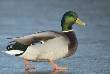 Mallard on the ice