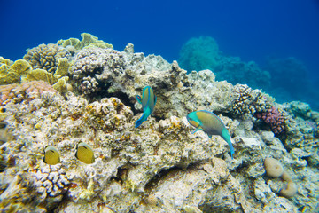 Fototapeta na wymiar beautiful and diverse coral reef with fish of the red sea in Egypt, shooting under water
