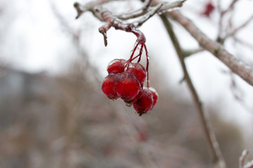 Berries covered in ice after winter storm