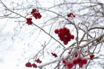 Berries covered in ice after winter storm