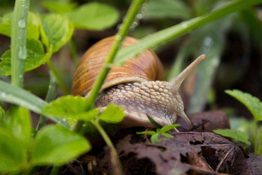 Snail crawling on the grass around the grass, wet weather. Snail