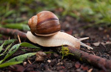 Snail crawling on the grass around the grass, wet weather. Snail