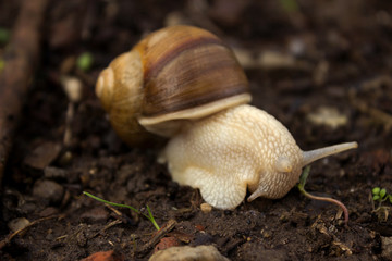 Snail crawling on the grass around the grass, wet weather. Snail
