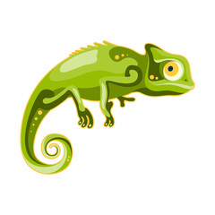 green chameleon on white background