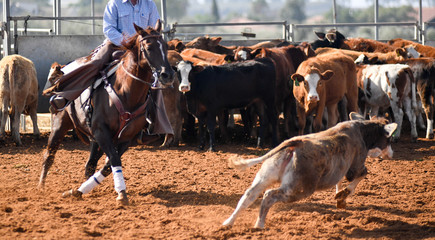 Cowboy roping a steer during a cowboy extreme competition