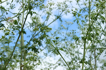 The plant hemlock Umbelliferae. Blossoming small white flowers o