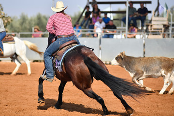Cowboy roping a little cow during the cutting horse event 