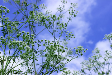 The plant hemlock Umbelliferae. Blossoming small white flowers o