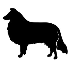  collie shepherd. Vector black silhouette on a white background. Illustration of dog breeds