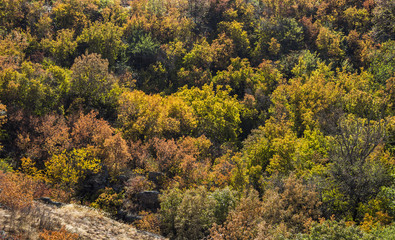 Fototapeta premium trees at deep canyon