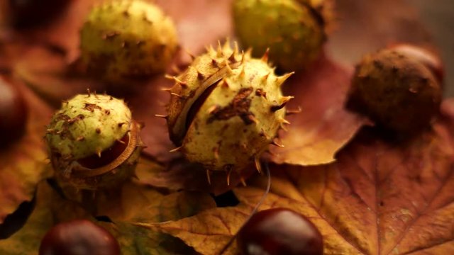 Horse chestnut lying on maple leaves