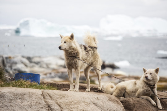 Sled dogs on the seaside and icebergs, Rodebay, Disko Bay, Greenland