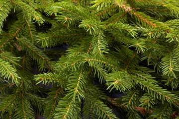 Fir. Fir-tree.