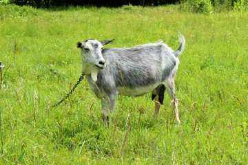 Gray goat on the grass