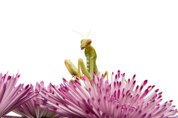 mantis on a flower