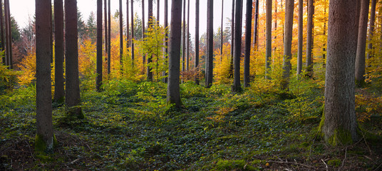 Naklejka premium Herbstwald mit Fichten und Buchen