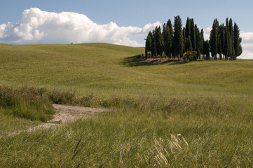 Paesaggio senese