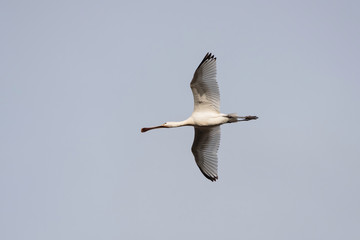 Eurasian Spoonbill, Spoonbill , Platalea leucorodia