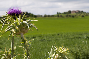 Paesaggi senesi