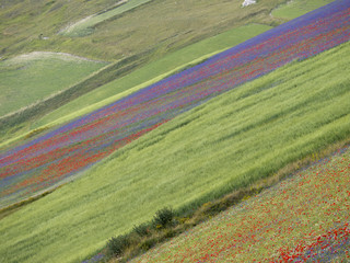 Blooming at Castelluccio di Norcia