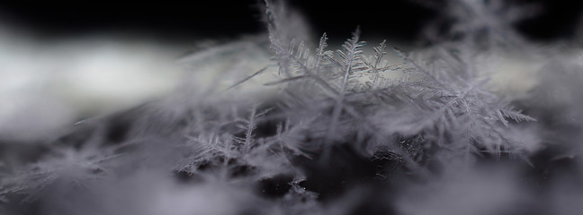 Tiny snowflakes close up