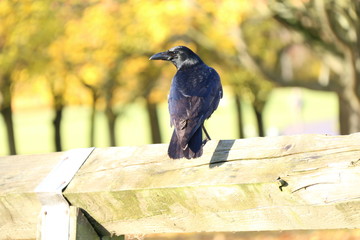 blackbird