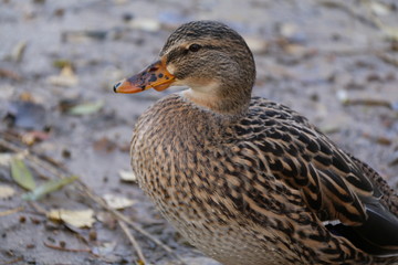 duck