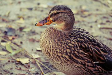 duck
