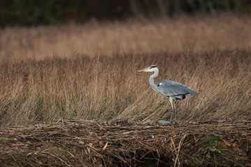 Grey Heron, Heron, Ardea cinerea