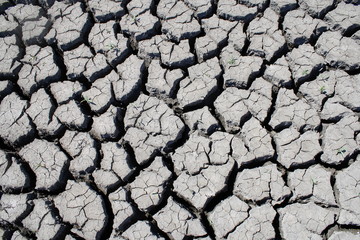 Drought cracks. dead nature.