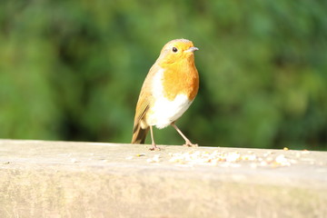 Fototapeta premium robin
