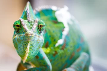 Foto op Canvas Chameleon Macro Reptiel 3 (Eyes Straights) © Planet Unicorn