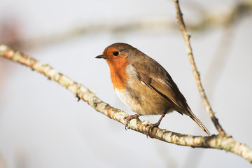 European Robin, Erithacus rubecula