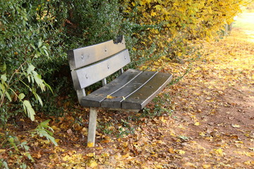 bench