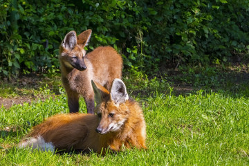 Young Maned Wolf