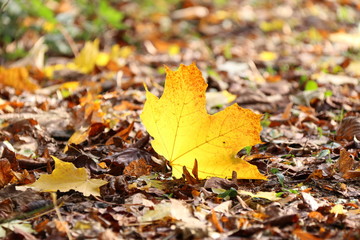 Fototapeta na wymiar autumn