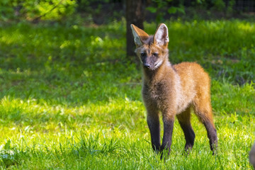 Young Maned Wolf