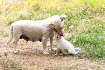 Obraz premium The puppies and their parents. 