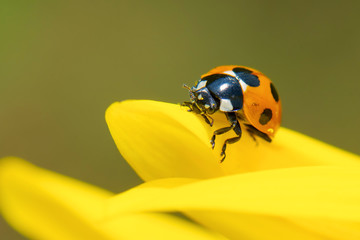 Ladybug on Sunflower