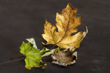withered and dried maple leaves
