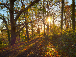 Autumn country road,Northern Ireland,UK