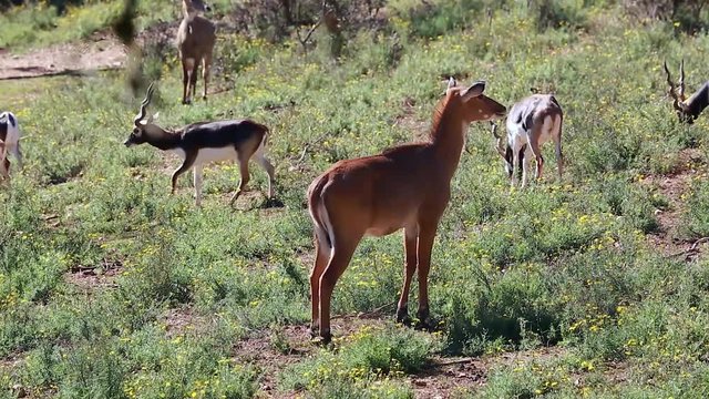 Female Blackbuck (Antilope Cervicapra). A Herd of Blackbuck in the Background