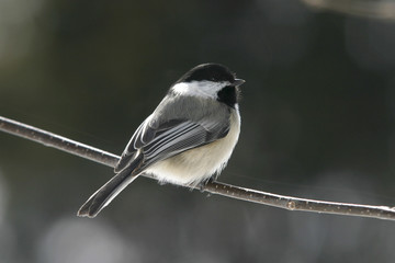 Obraz premium chickadee on a branch