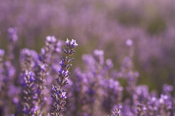 Naklejka premium lavender flowers detail