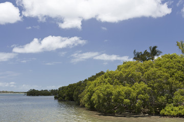 Fototapeta na wymiar Pumiscetone Passage Mangroves