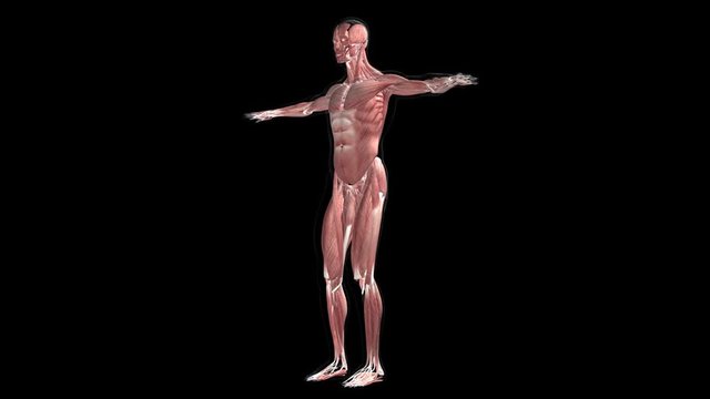 Human anatomy. The anatomical model of a human muskles is rotated around its axis on black background. Loop animation