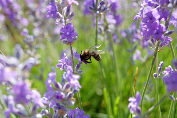 Lavender & Bee