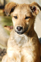 Obraz premium little cute puppy