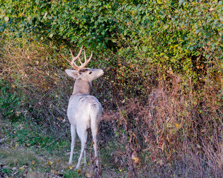 Piebald Whitetail Deer Buck